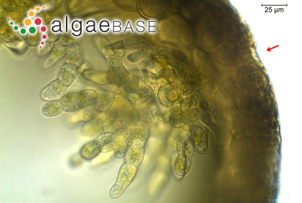 Paralemanea catenata (Kützing) M.L.Vis & Sheath