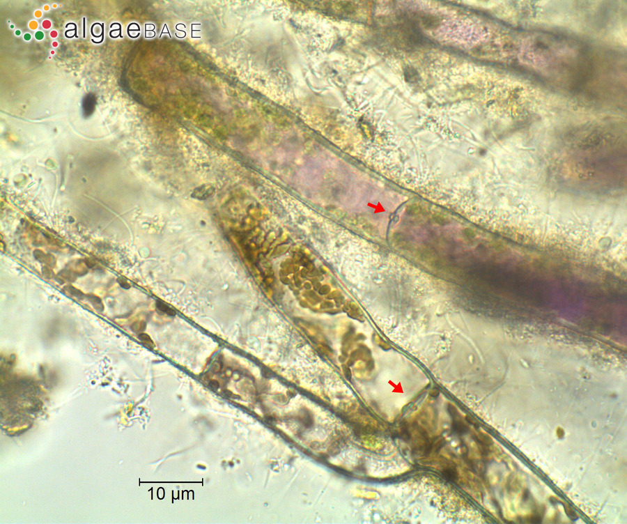 Paralemanea catenata (Kützing) M.L.Vis & Sheath