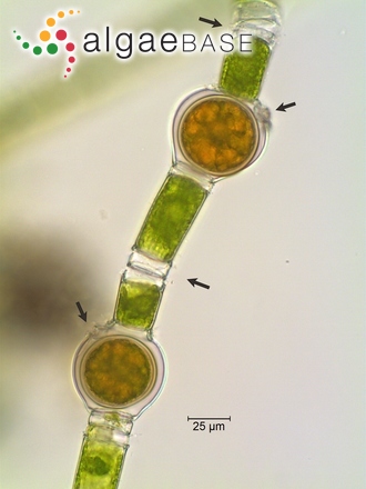 Oedogonium vaucheri A.Braun ex Hirn