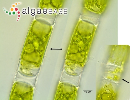 Oedogonium cardiacum Wittrock ex Hirn