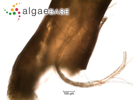 Paralemanea catenata (Kützing) M.L.Vis & Sheath