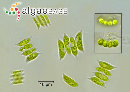 Tetradesmus dimorphus (Turpin) M.J.Wynne