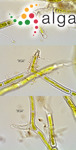 Rhizoclonium hieroglyphicum (C.Agardh) Kützing