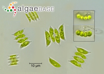 Tetradesmus dimorphus (Turpin) M.J.Wynne