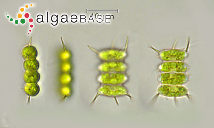 Desmodesmus subspicatus (Chodat) E.Hegewald & A.W.F.Schmidt