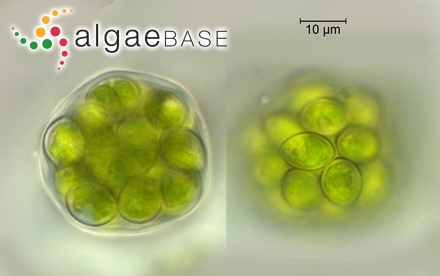 Oocystis lacustris Chodat