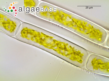 Rhizoclonium hieroglyphicum (C.Agardh) Kützing