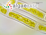 Rhizoclonium hieroglyphicum (C.Agardh) Kützing
