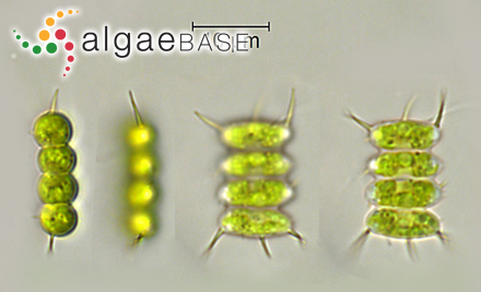 Desmodesmus subspicatus (Chodat) E.Hegewald & A.W.F.Schmidt