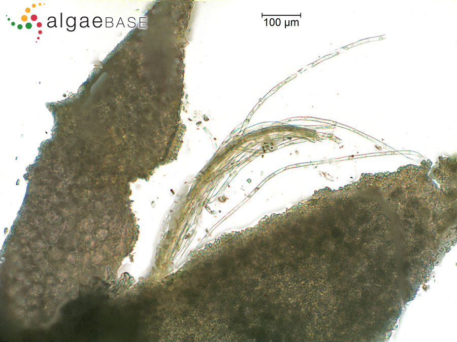 Paralemanea catenata (Kützing) M.L.Vis & Sheath