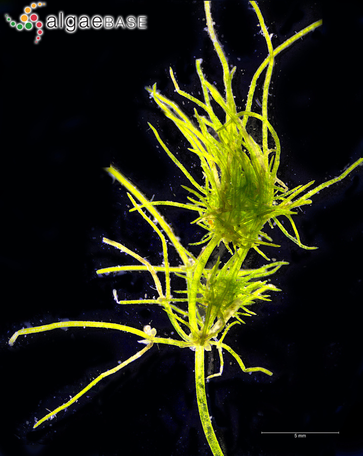 Tolypella intricata (Trentepohl ex Roth) Leonhardi