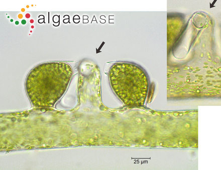 Vaucheria bursata (O.F.Müller) C.Agardh
