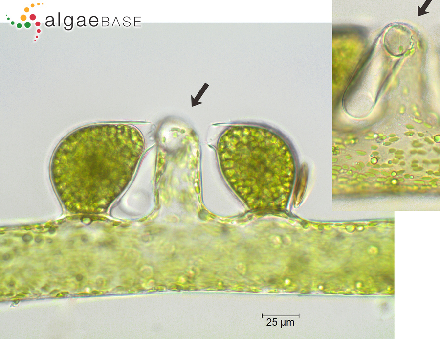 Vaucheria bursata (O.F.Müller) C.Agardh