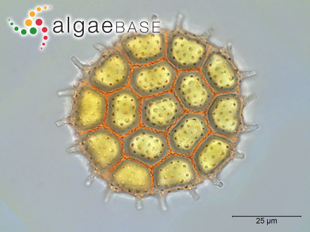 Pseudopediastrum boryanum (Turpin) E.Hegewald