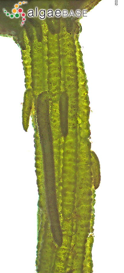 Chara vulgaris var. papillata K.Wallroth