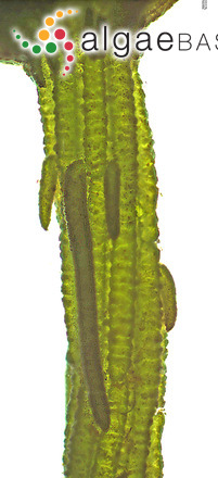 Chara vulgaris var. papillata K.Wallroth