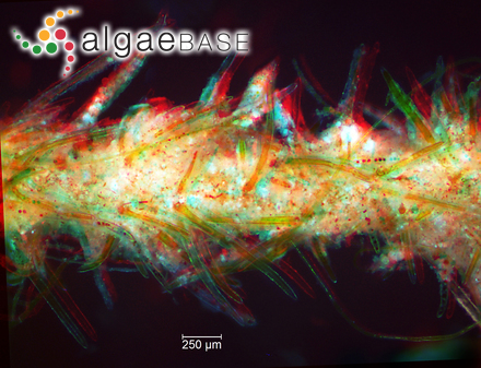 Chara aspera var. nodulifera A.Braun ex Leonhardi