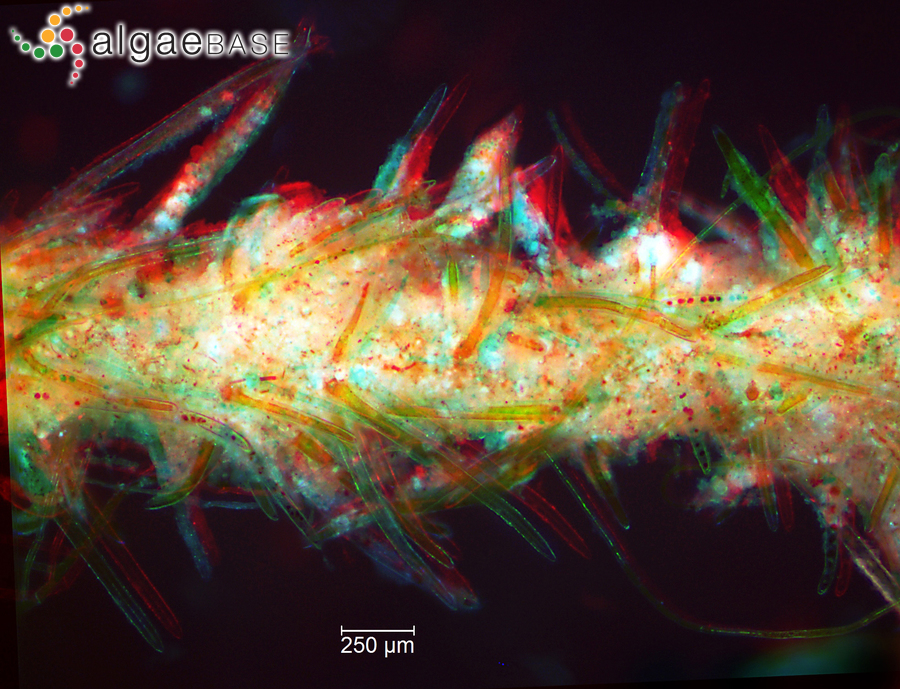 Chara aspera var. nodulifera A.Braun ex Leonhardi