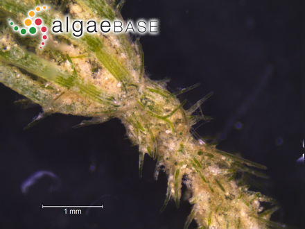Pinnularia polyonca (Brébisson) W.Smith