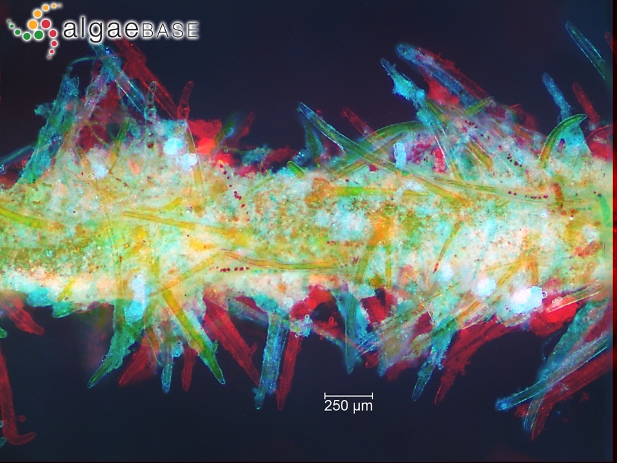 Chara aspera var. nodulifera A.Braun ex Leonhardi