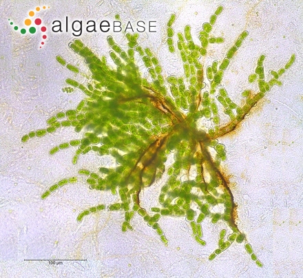 Pinnularia streptoraphe Cleve