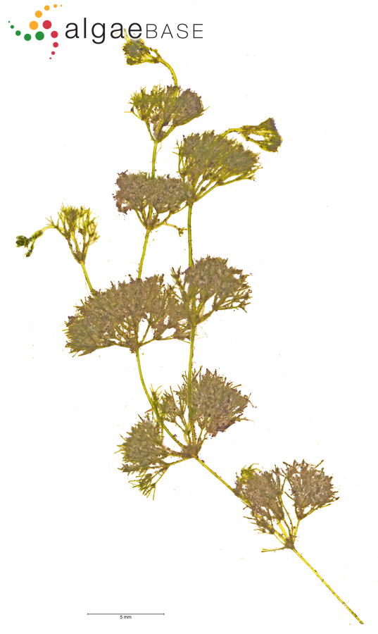 Nitella tenuissima (Desvaux) Kützing