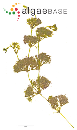 Nitella tenuissima (Desvaux) Kützing