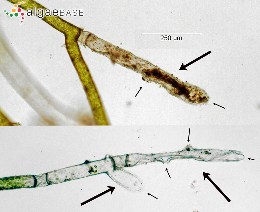 Vaucheria litorea C.Agardh