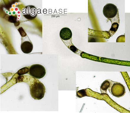 Vaucheria litorea C.Agardh