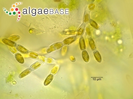 Thamnoclonium squamarioides J.Agardh