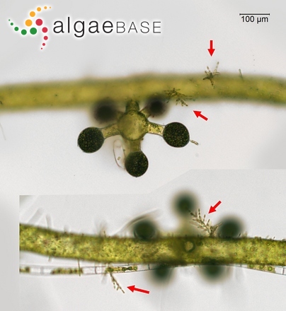 Phaeothamnion confervicola Lagerheim