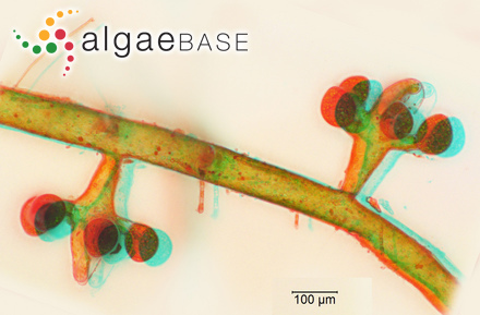 Alaria elliptica Kjellman