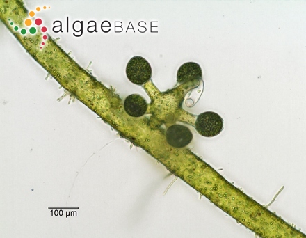 Agarum turneri f. integra Rosenvinge