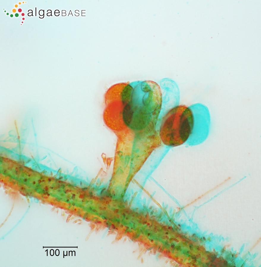 Vaucheria verticillata Meneghini