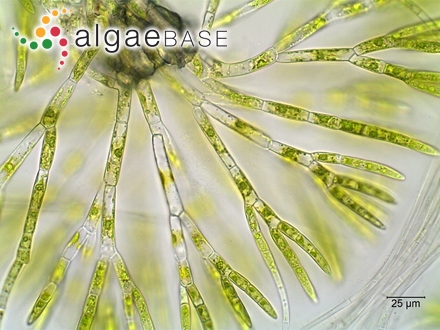 Rhodoglossum proliferum J.Agardh
