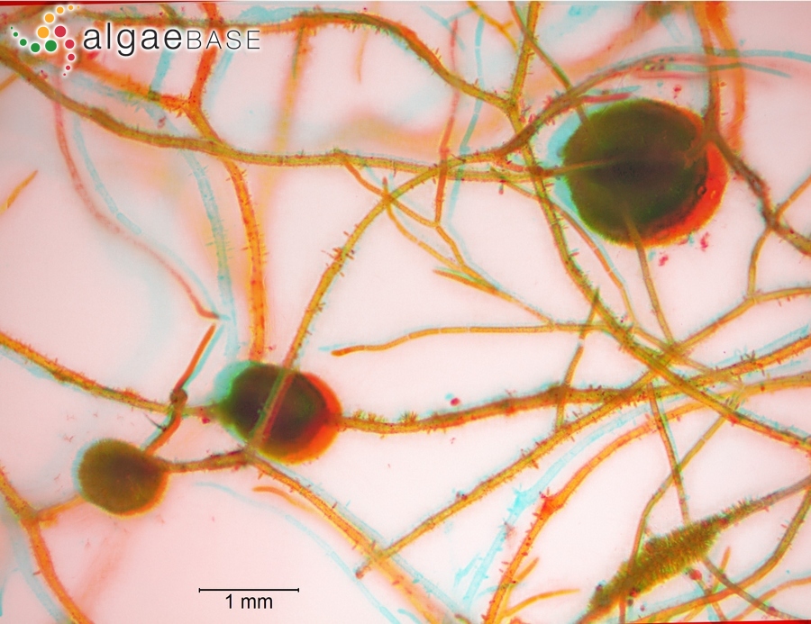 Chaetophoropsis pisiformis (Roth) B.Wen Liu, Qian Xiong, X.Dong Liu, Z.Yu Hu & G..Xiang Liu