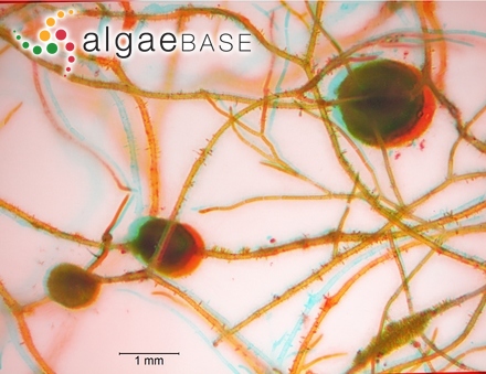 Iridaea gigantea J.Agardh