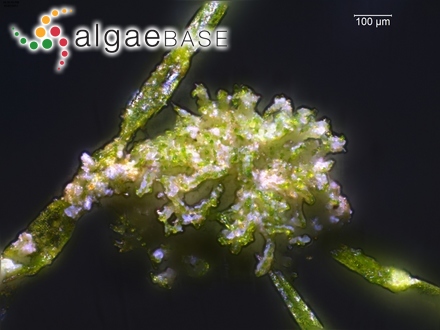 Gigartina densa Edyvane & Womersley