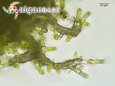 Gigartina recurva Edyvane & Womersley