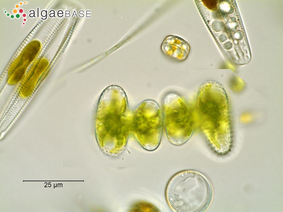 Staurastrum alternans Brébisson