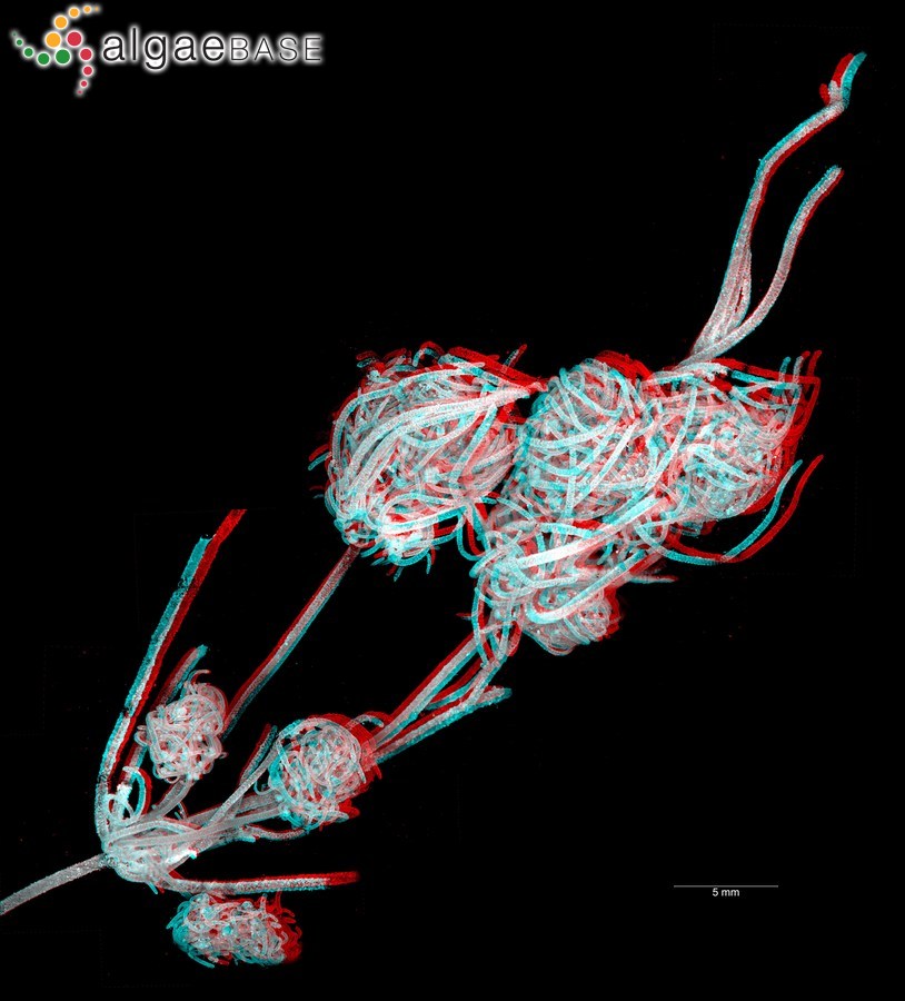 Tolypella glomerata (Desvaux) Leonhardi