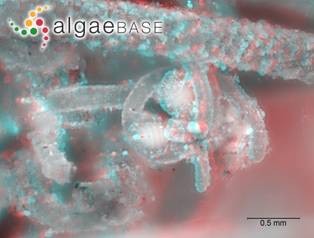 Thysanocladia laxa Sonder