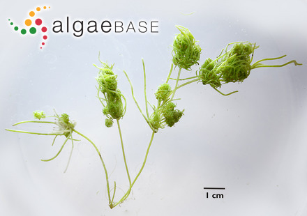 Tolypella glomerata (Desvaux) Leonhardi