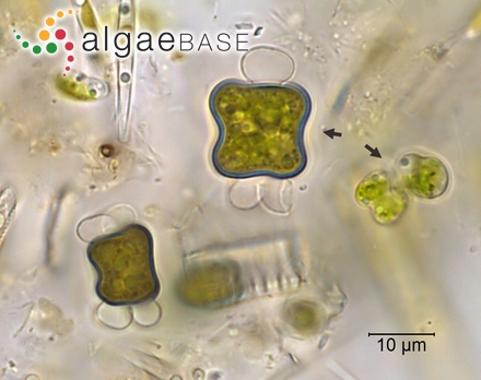 Hutchinsia ruchingeri C.Agardh
