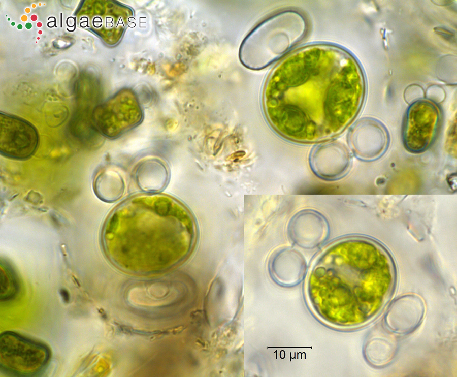 Cosmarium neodepressum var. planctonicum (Reverdin) G.J.P.Ramos & C.W.N.Moura