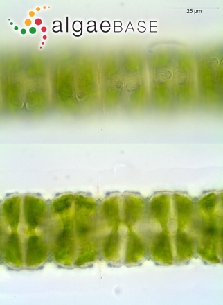 Desmidium grevillei (Ralfs) De Bary