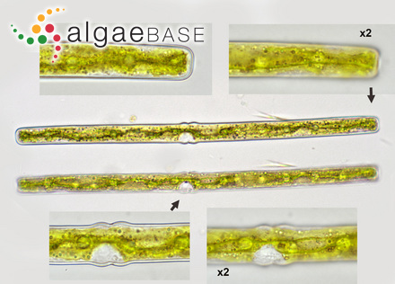 Haplotaenium rectum (Delponte) Bando