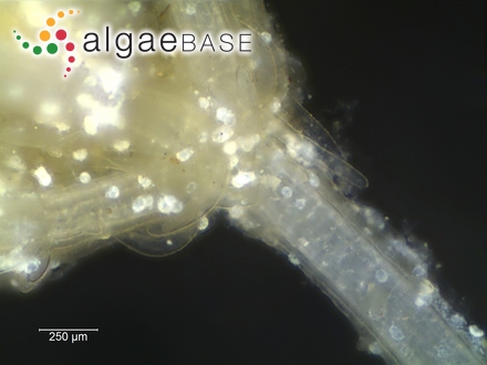 Chara virgata var. barbata (Ganterer) Raam ex Guiry & D.M.John