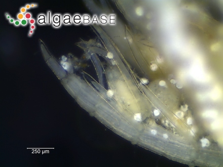 Delesseria hypoglossum var. ovalifolia J.Agardh