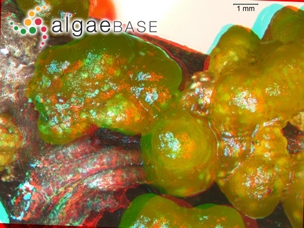 Chaetophora tuberculosa (Roth) C.Agardh